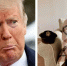 ЛГБТ*-месть Трампу? Пилотом военного вертолёта, врезавшегося в самолёт в Вашингтоне, была трансгендер*, - «Блокнот - Россия" - Блокнот Камышин
