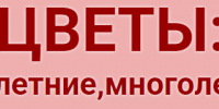 В Камышине высадили аллею елей в память Героя России Даниилы Ежова - Инфокам